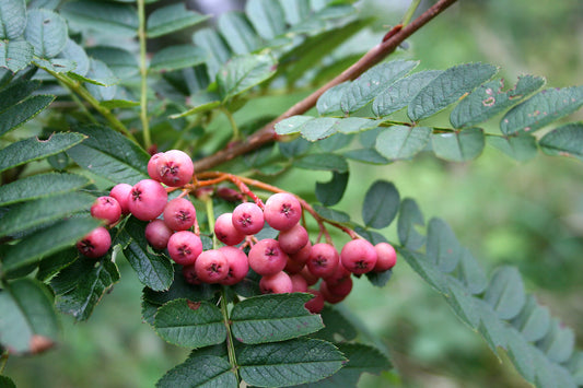Sorbus vilmorinii - ( Rowan Tree )- 12ltr