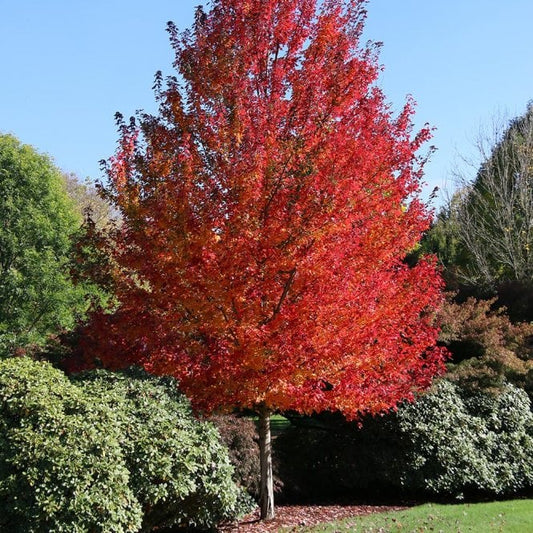 Acer rubrum Redpointe - Ornamental Tree - 12 Ltr