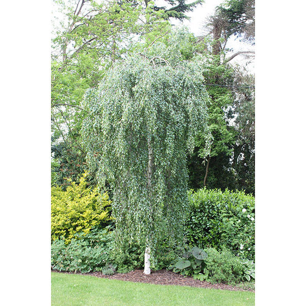 Betula - Pendula Youngii - Tree