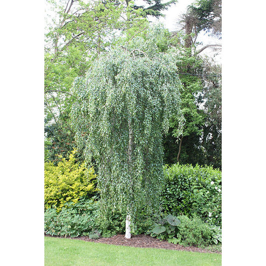 Betula - Pendula Youngii - Tree
