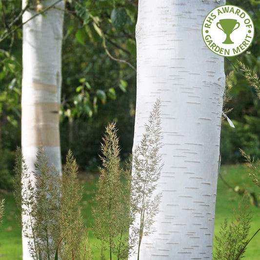 Betula - Utilis Snow Queen - Silver Himalayan Birch