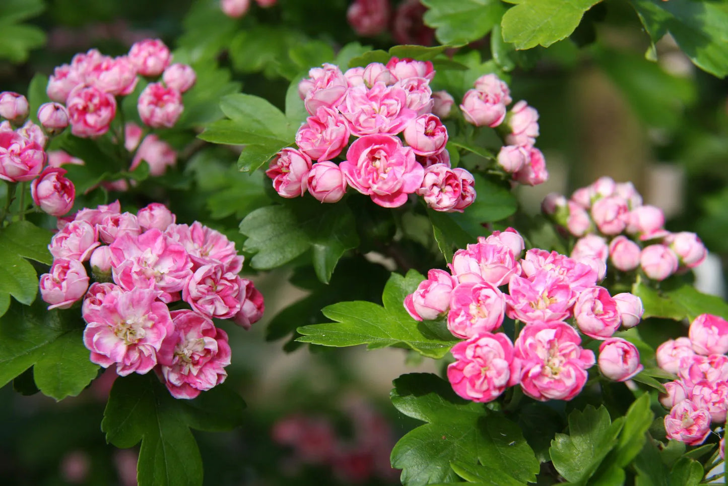 Crataegus Rosea Flore Pleno - Ornamental Tree - 12 Ltr