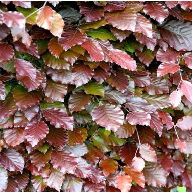 Fagus sylvatica Purpurea - Tree