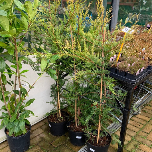Leylandii 7.5L