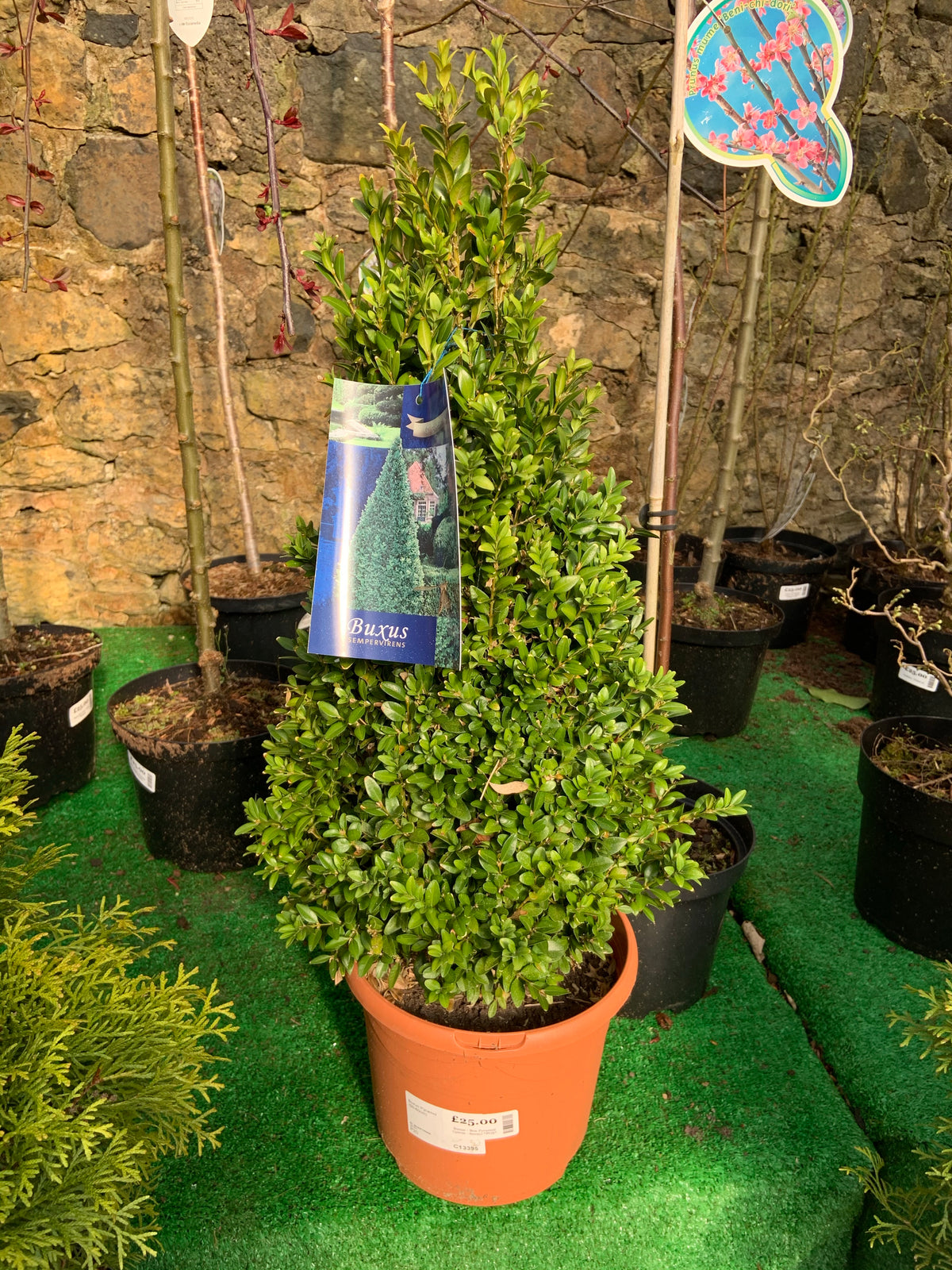 Buxus Pyramid 7.5L
