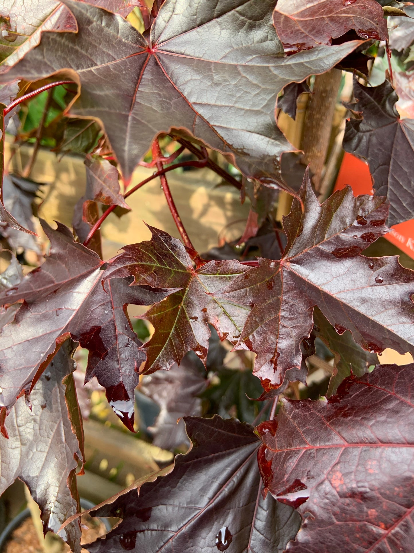 Acer Crimson King - Tree