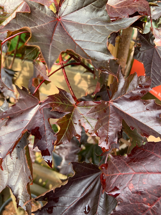 Acer Crimson King - Tree