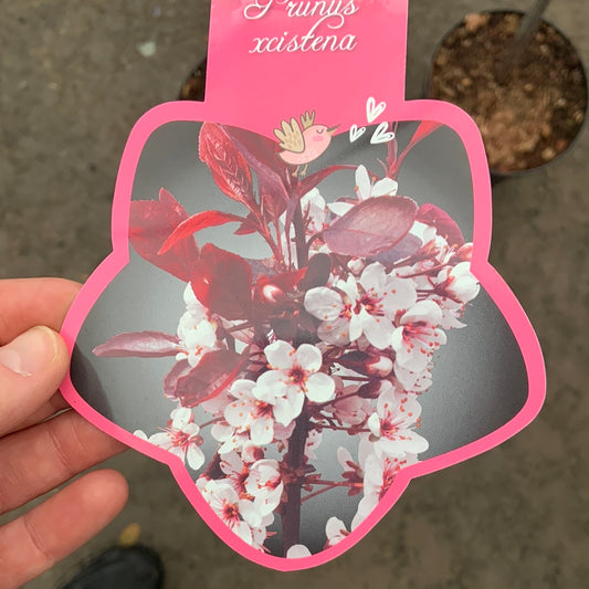 Prunus Cistena (60cm stem) 3L