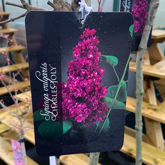 Syringa vulgaris “Charles Joly” - 120cm Stem (Lilac)