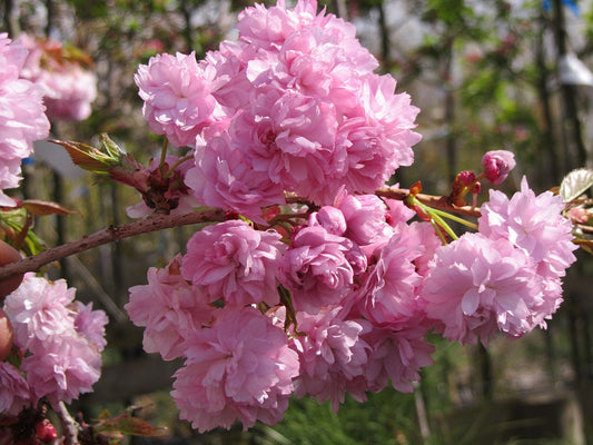 Prunus Shidare Zakura (60cm stem) 3L