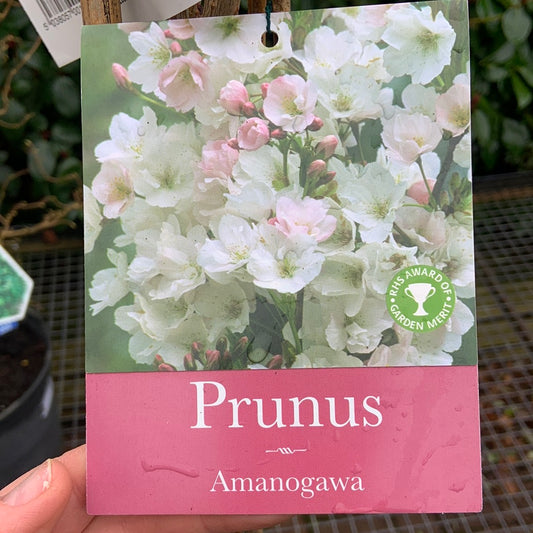 Prunus Amanogawa - Ornamental Tree - 12 Ltr