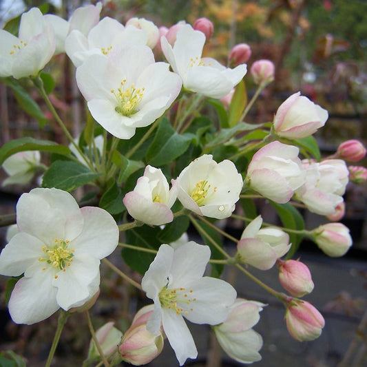 Malus Wedding Bouquet - Ornamental Tree - 12 Ltr