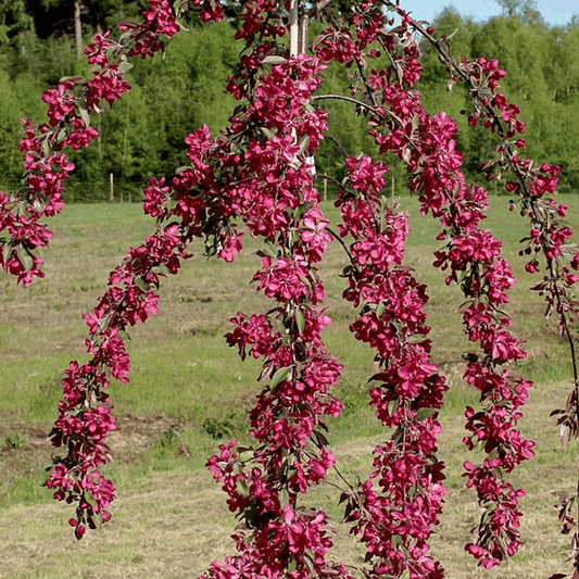 Malus Crimson Cascade - Tree