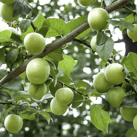 Gage Tree - Old Greengage on St Julian - 12ltr