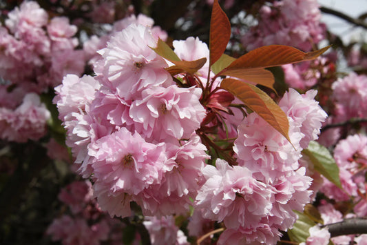 Prunus serrulata Kanzan (60cm stem) 3L