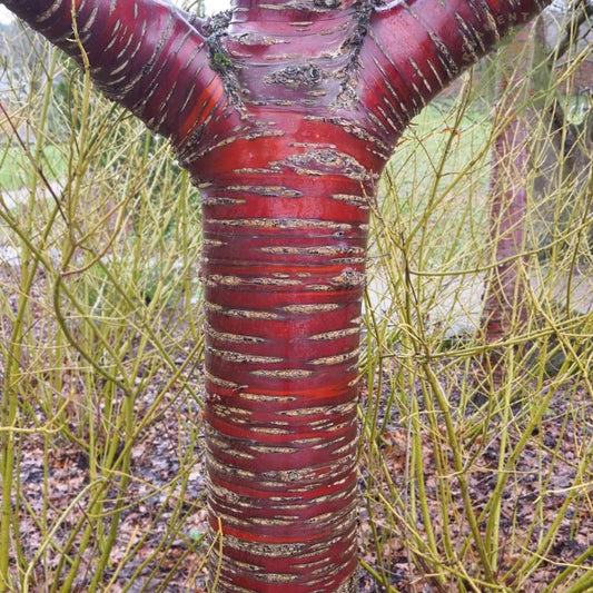 Prunus - Serrula (Birch Bark/Tibetan Cherry blossom tree)