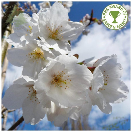 Prunus - Tai Haku - Tree