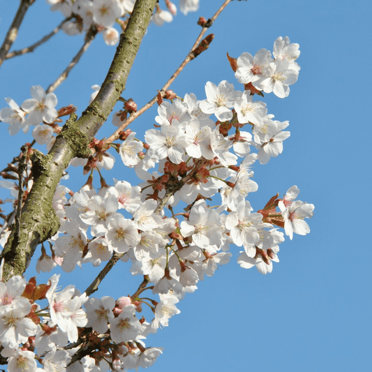 Prunus x hillieri Spire - Ornamental Tree - 12 Ltr