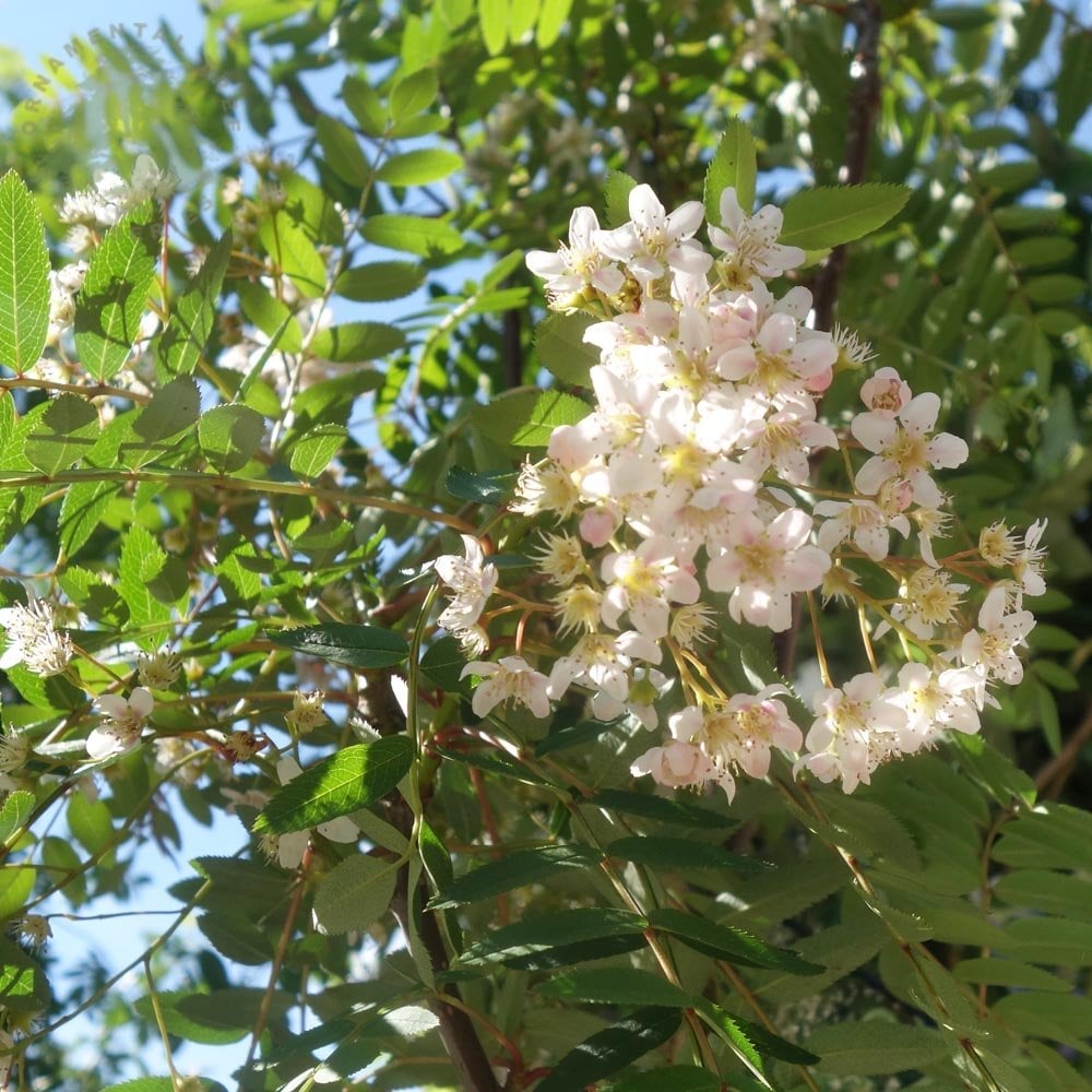 Sorbus cashmiriana - (Rowan Tree )- 12 Ltr