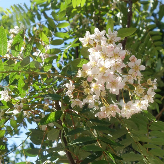 Sorbus cashmiriana - (Rowan Tree )- 12 Ltr